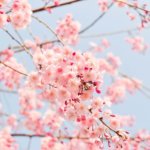 うけうけ祭りの予約は忘れずに