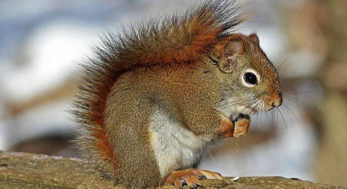 木の実を食べるリス