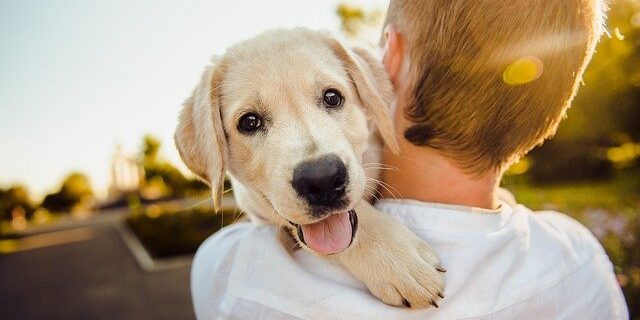 抱っこされる犬