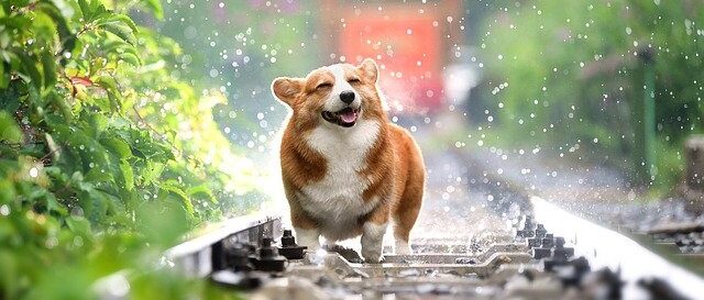 線路を走る犬
